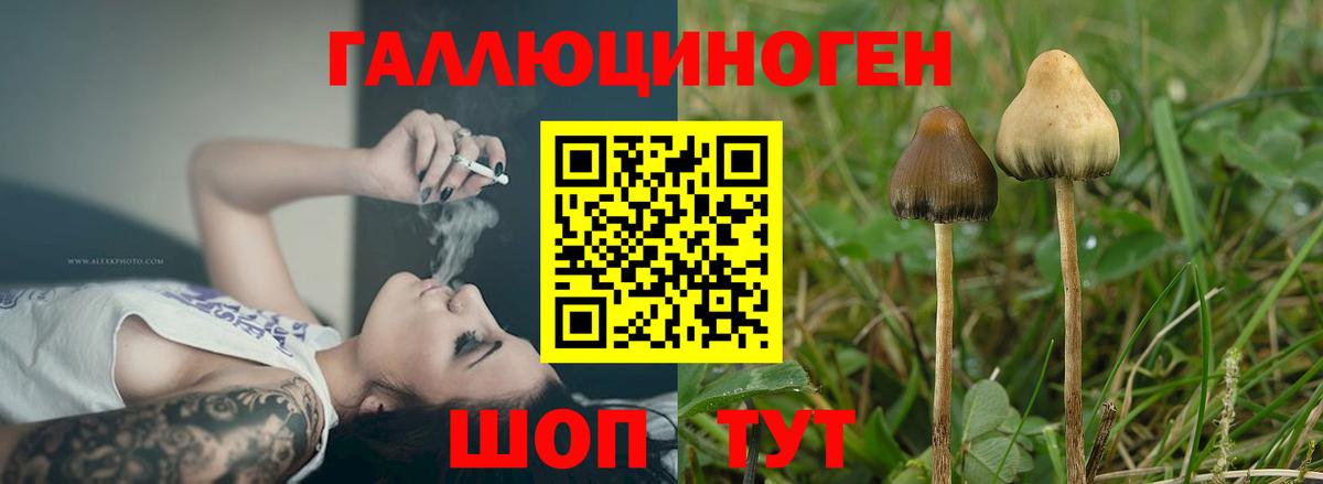 Псилоцибиновые грибы прущие грибы Дербент
